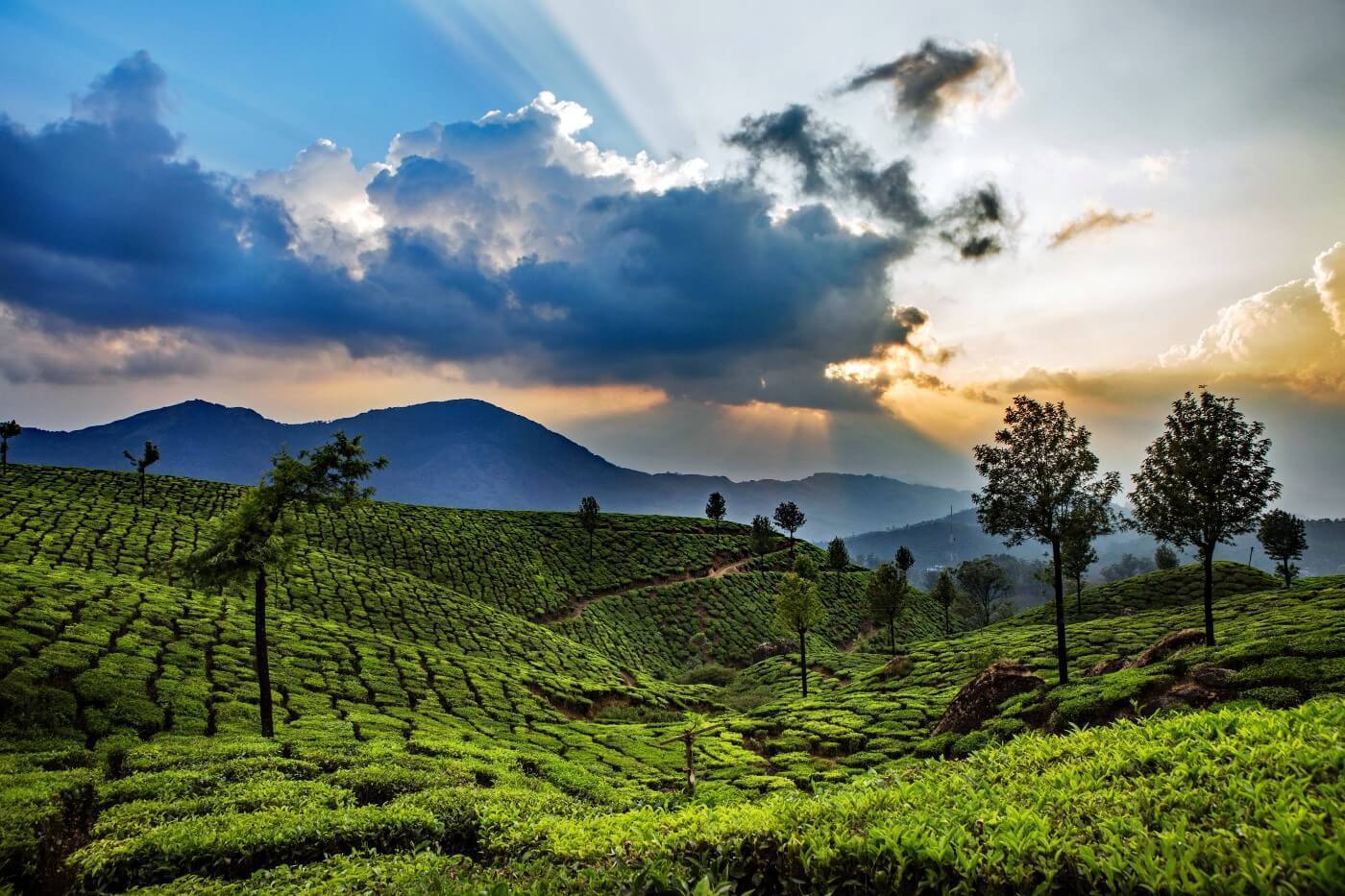 Munnar Sight seeing places